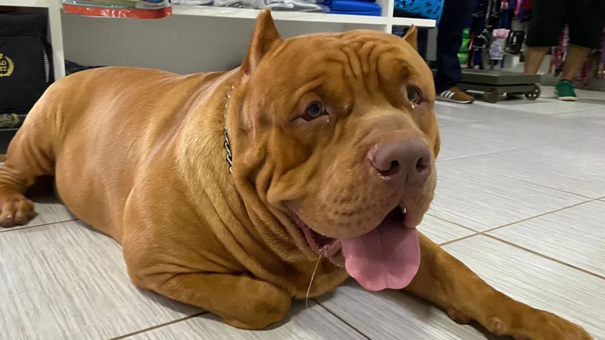 Cão brasileiro pode entrar para o Guinness Book como o maior do mundo