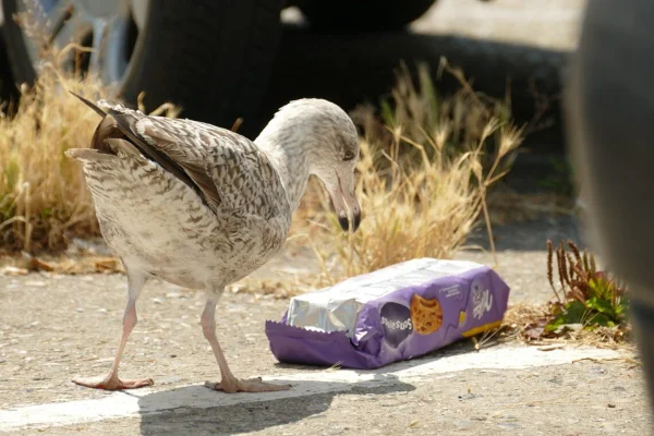 Estudo aponta quais objetos de plástico que mais matam animais marinhos