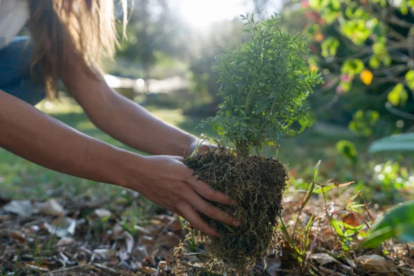 Descubra 5 árvores ideais para o jardim: crescem rápido e dão sombra