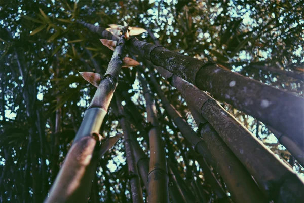 Foto colorida de bambu - Bambu pode ser o próximo “superalimento”, sugere estudo - Metrópoles