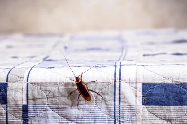 Foto colorida de barata em cima da cama. Você sente cheiro de barata? Entenda por que nem todos percebem o odor