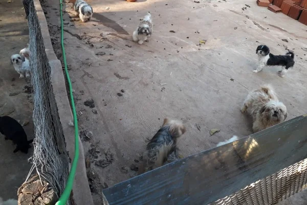 PM encontra cães com sinais de maus-tratos em canil clandestino no DF