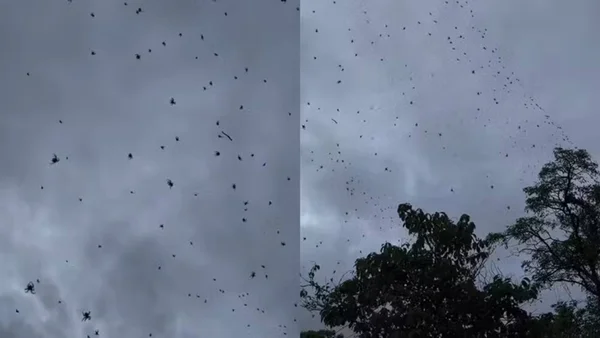 imagem colorida chuva de aranhas