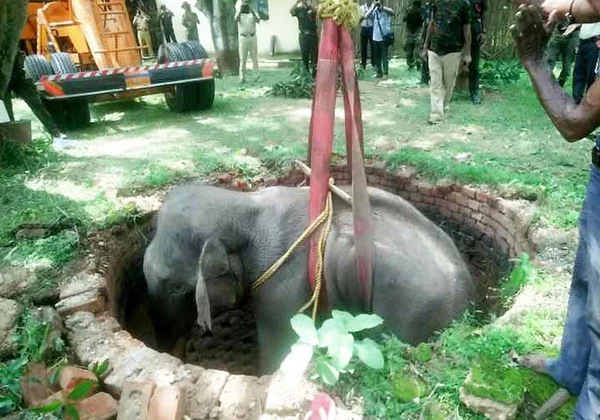 Termina bem resgate de elefante que caiu em poço de 6 metros. Assista