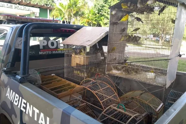 PMDF e Ibram encontram 260 aves silvestres em cativeiro