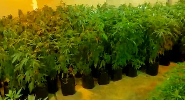 Laboratório de maconha no DF dava lucro de R$ 2 milhões a traficantes