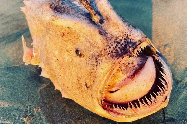 Peixe “monstro” do fundo do mar surge em praia e assusta banhistas