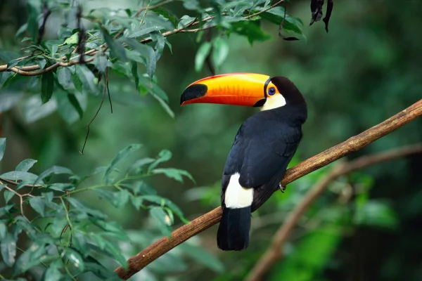 Foto colorida de Tucano-toco (Ramphastos toco) empoleirado em um galho - Para que serve cada bico de ave e o que ele revela sobre a espécie - Metrópoles