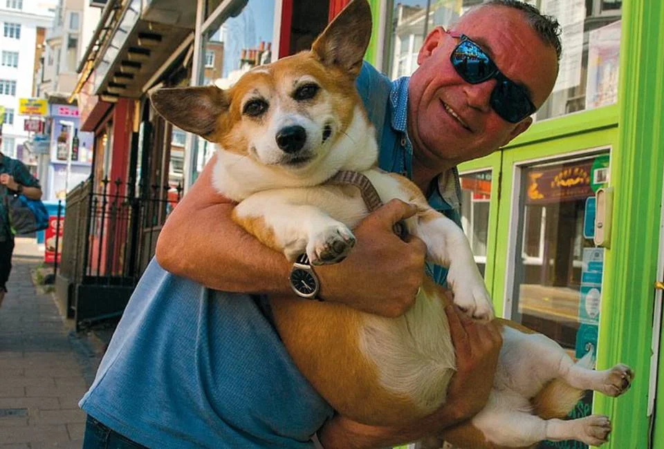 Este corgi parece engraçado Este corgi parece engraçado