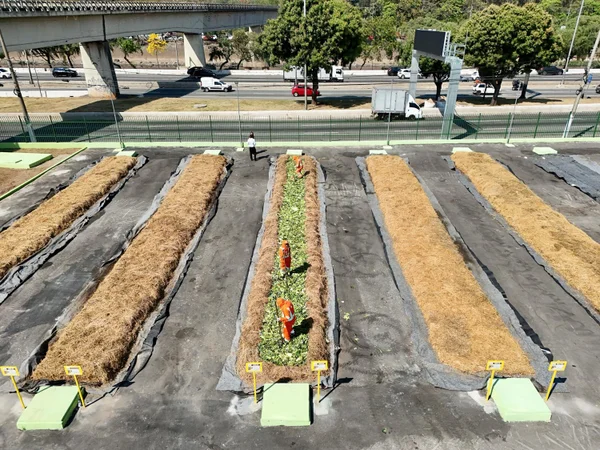 São Paulo ganha mais um pátio que transforma sobras de feira em adubo