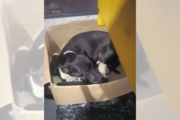 cachorra adota peças de carro