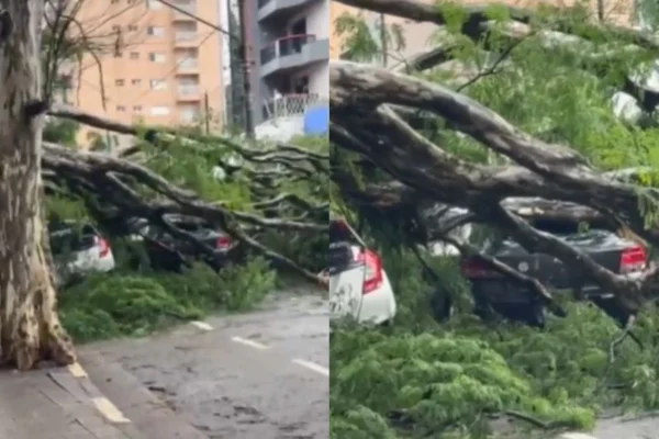 Árvore caiu sobre veículos na Praça Padroeira do Brasil, no centro de Osasco. Enel foi acionada para fazer o aterramento da rede elétrica - Metrópoles