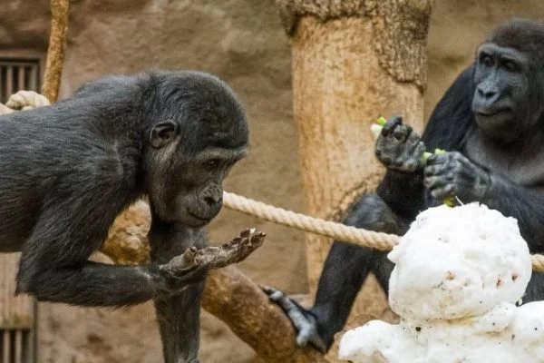 Chimpanzés da República Tcheca interagem entre si por videochamada