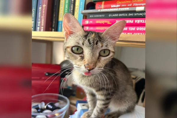 Projeto do DF pede ajuda para continuar acolhendo gatos de rua