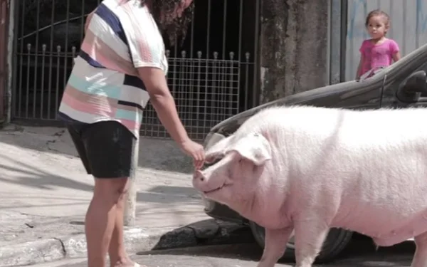POrco João e sua dona