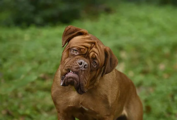 Disney+ lança Turner & Hooch, sequência de Uma Dupla Quase Perfeita