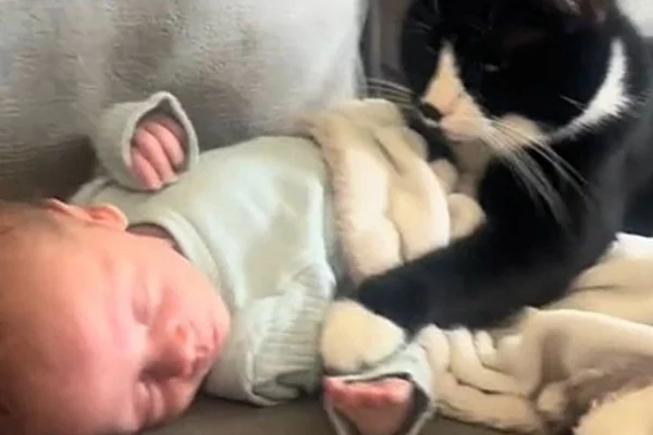 bebe com gato