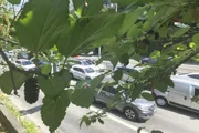 Amoreiras perto da Avenida 23 de Maio, em São Paulo