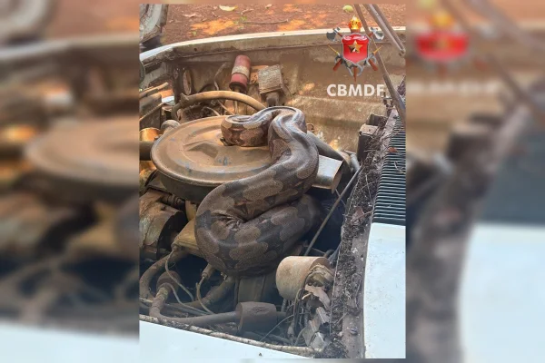 Jiboia se esconde no motor de carro na BR-070 e é resgatada pelos bombeiros