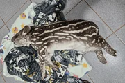 Filhote de anta com a pata fraturada é resgatada entre rodovias no interior