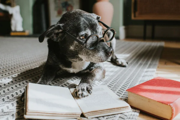 cachorro de pelagem escura com óculos de grau