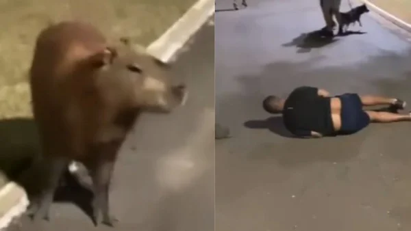 Imagem colorida de capivara e homem atropelado por ela - Metrópoles
