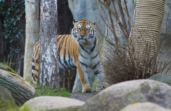 A tigresa do Zoológico de Leipzig, na Alemanha