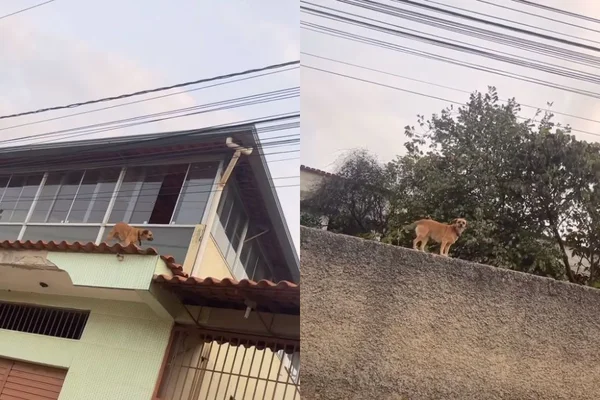 Foto colorida de um cachorro em cima do muro - Metrópoles