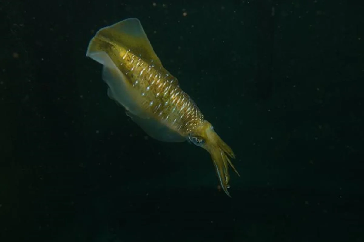 Aumento da acidificação dos oceanos pode reduzir o cérebro das lulas