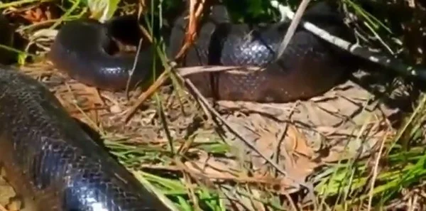 Sucuris gigantes foram avistadas em Mato Grosso do Sul