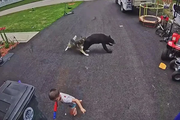 Cachorro salva criança de urso