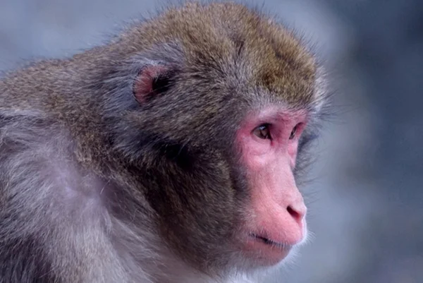macaco-japonês, o Macaca fuscata, de perfil - Metrópoles