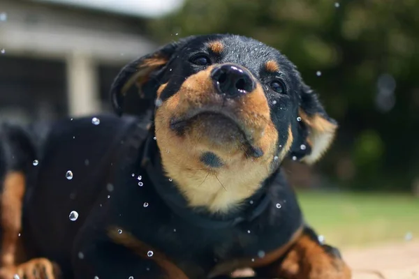 Saiba como escolher o shampoo ideal para o seu pet