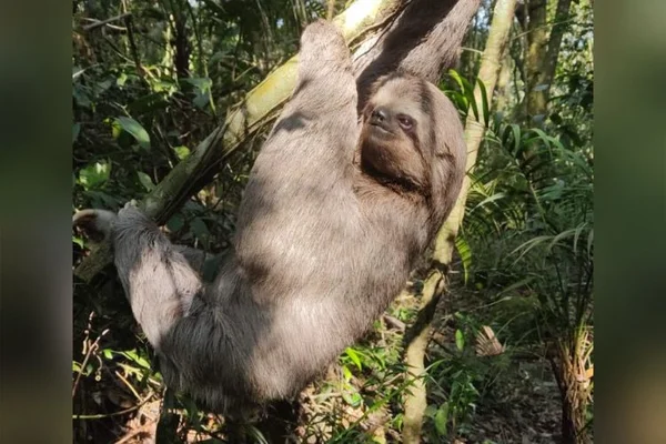 bicho-preguiça gigante parque barra da tijuca - Metrópoles