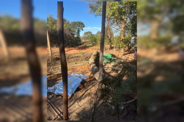 Homem morre após ser esmagado por tronco durante poda de árvore