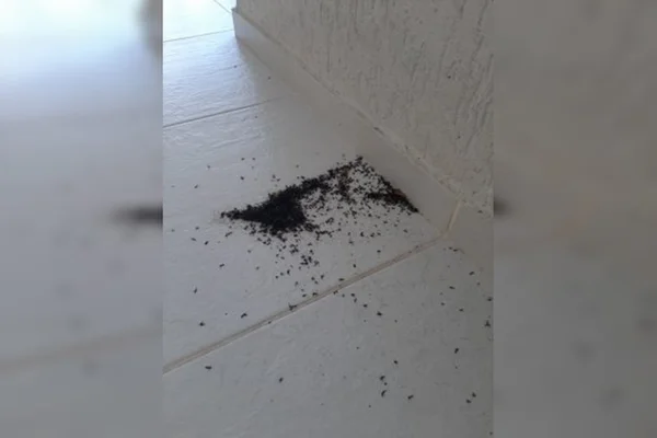 Mosquitos infestam Niterói