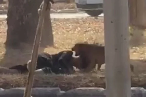 Mulher atacada por cães - Metrópoles