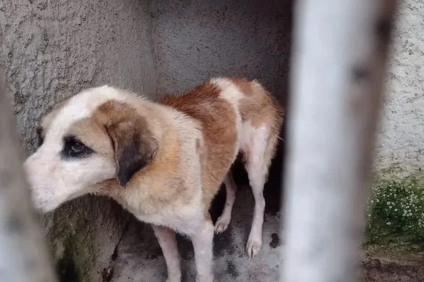 Foto colorida de um cachorro branco com manchas marrons em situação de maus-tratos em uma casa com 300 cães no Paraná- Metrópoles