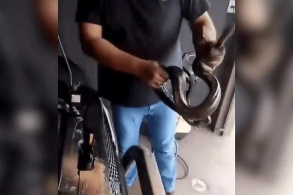 Jiboia é encontrada dentro de capô de caminhonete no interior de SP