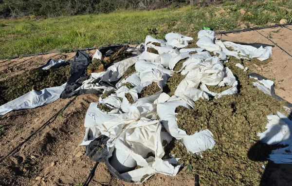 Plantação maconha Operação Erva Daninha