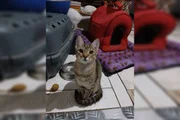 Um dos gatos mortos por Pablo Stuart Carvalho