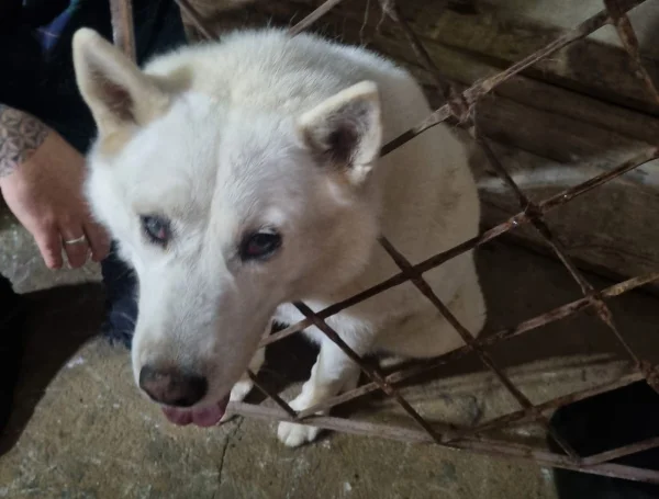 cão da raça husky siberiano fica preso em grade