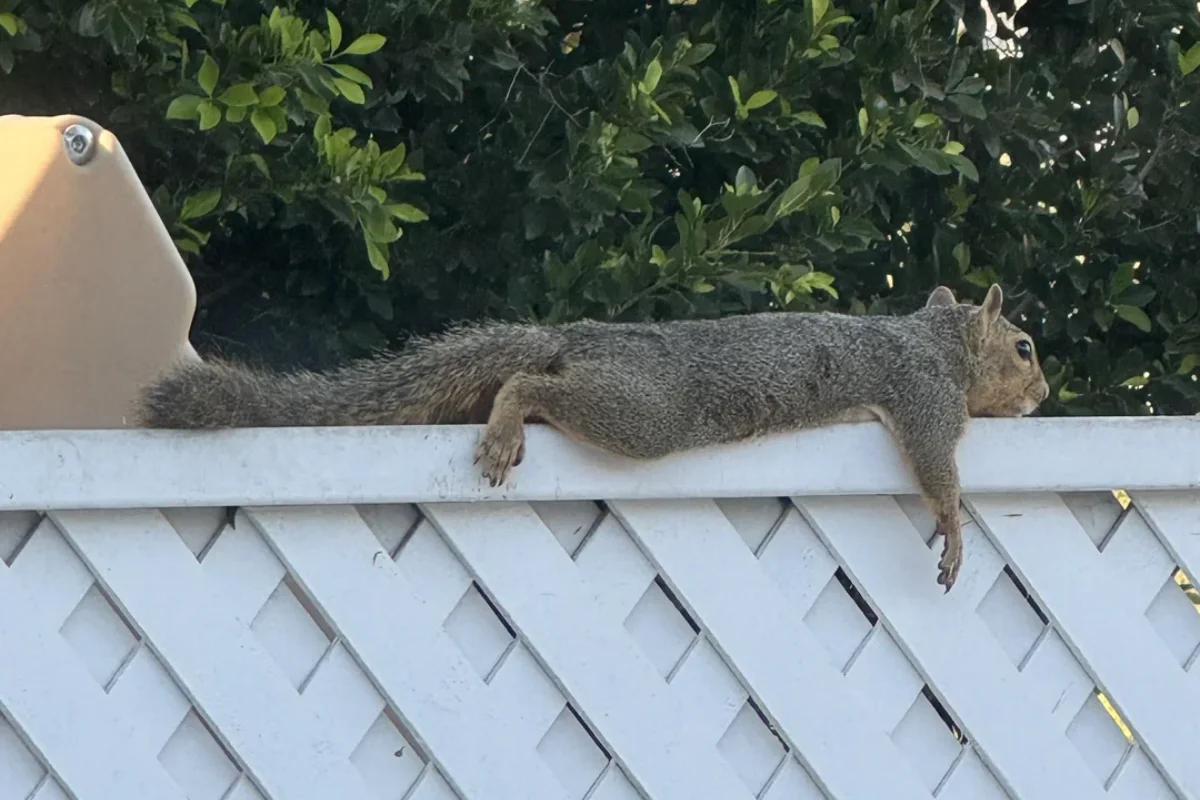 Esquilos viralizam ao fazer poses para driblar o calor em Los Angeles