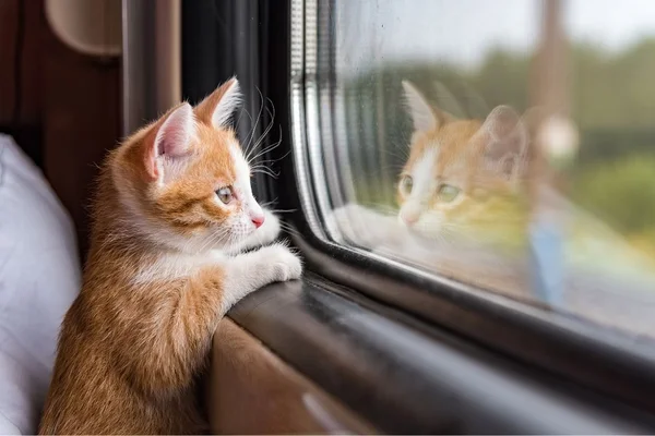 Férias à vista: 5 dicas para evitar perrengues em viagens com seu pet