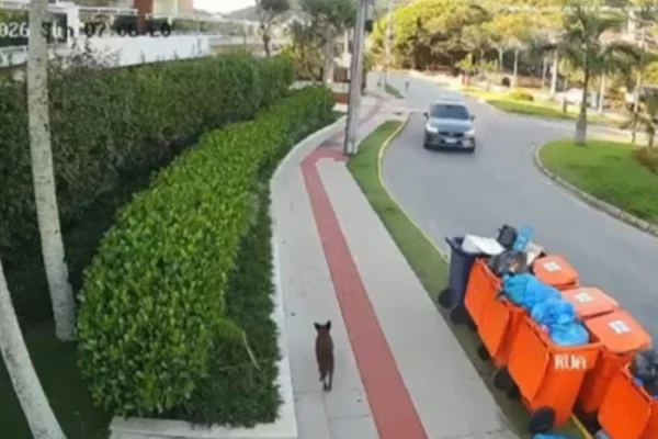 Foto colorida de cão Orelha andando na rua após horário estipulado da agressão - Metrópoles