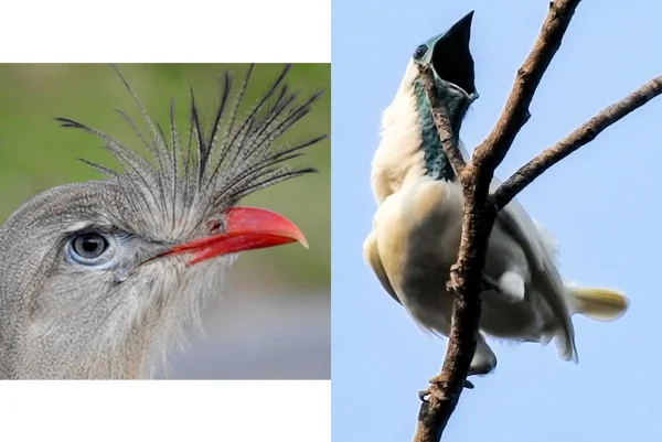 Imagem colorida de duas aves brasileiras - Metrópoles