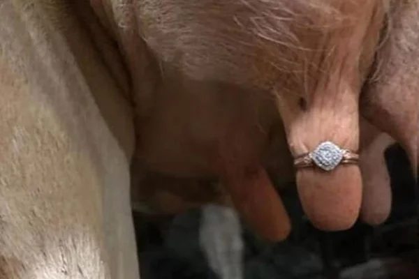 Homem pede namorada em casamento com aliança em teta de vaca