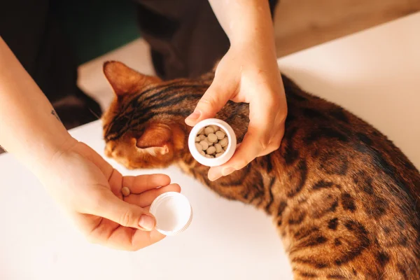 Veja dicas para ajudar pets com ansiedade nas festas de fim de ano