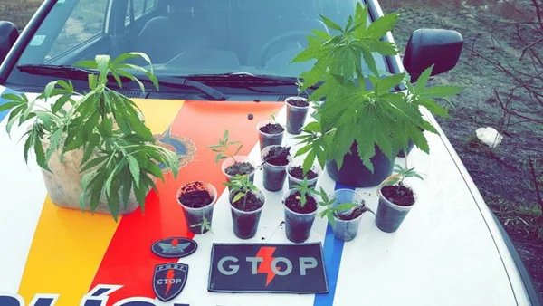 PMDF encontra plantação de maconha em São Sebastião