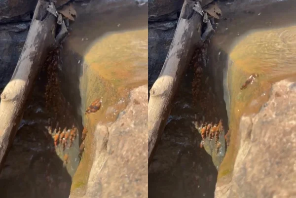 Peixes são flagrados subindo rochas de cachoeira em MS. Metrópoles